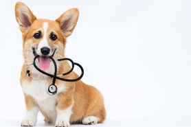Állategészségügy