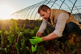 Mezőgazdaság és kertészet